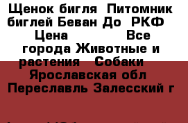 Щенок бигля. Питомник биглей Беван-До (РКФ) › Цена ­ 20 000 - Все города Животные и растения » Собаки   . Ярославская обл.,Переславль-Залесский г.